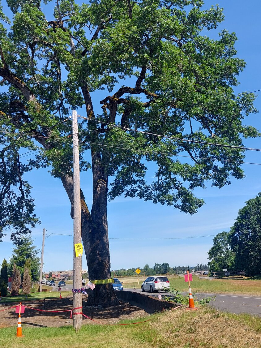 Save The Davis Meeker Garry Oak Group Leading Multi Prong Effort To