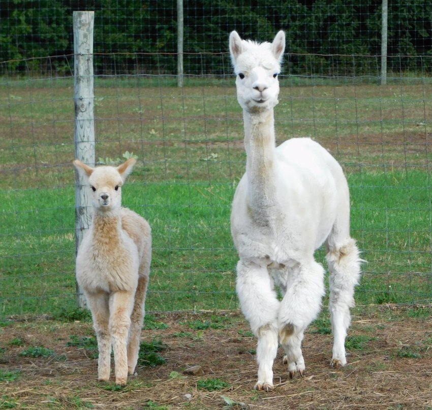 Mother Mabel and her cria Mason enjoy some outdoors time during the public event. Mason is the only cria to be born on the farm this year, raising the alpaca count to 41.