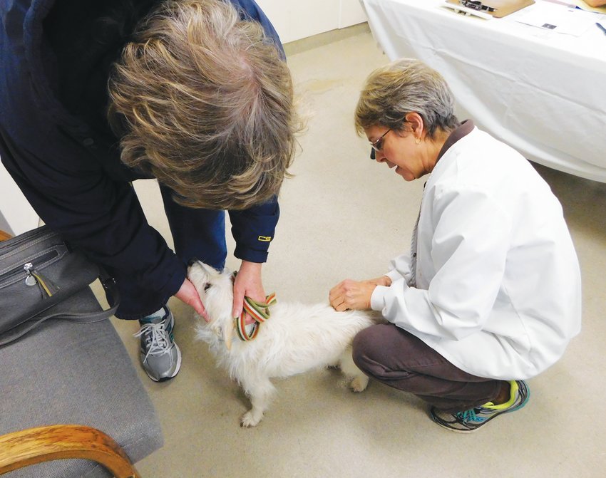 Photo from previous clinic at the Clare County Animal Shelter