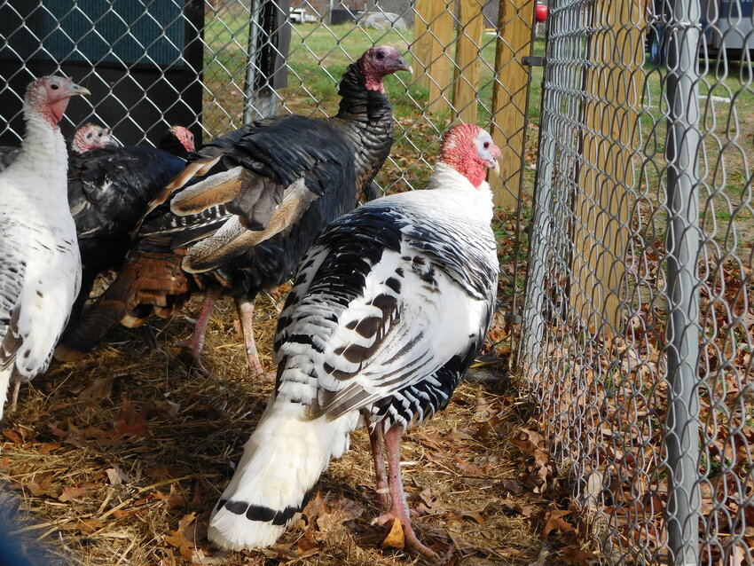 These domestic tom turkeys sport some handsome plumage &ndash; looking dapper even while incarcerated.