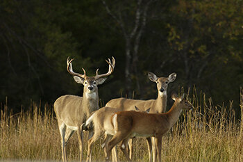 The Michigan Department of Natural Resources is seeking residents' opinions and perceptions about deer via an online survey, as part of the DNR's Deer Management Initiative process. The survey, open now through April 16, is available at Michigan.gov/Deer.
