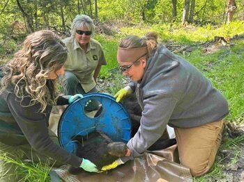 DNR staffers, from left, Angela Kujawa, Sherry Raifsnider and Miranda VanCleave work to remove a lid from an immobilized black bear. The bear had gotten its head stuck in one of two holes in the plastic lid.