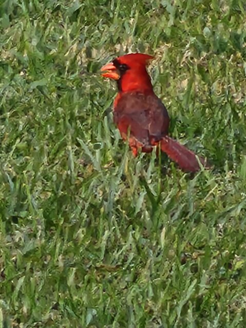 A South Carolina Cardinal
