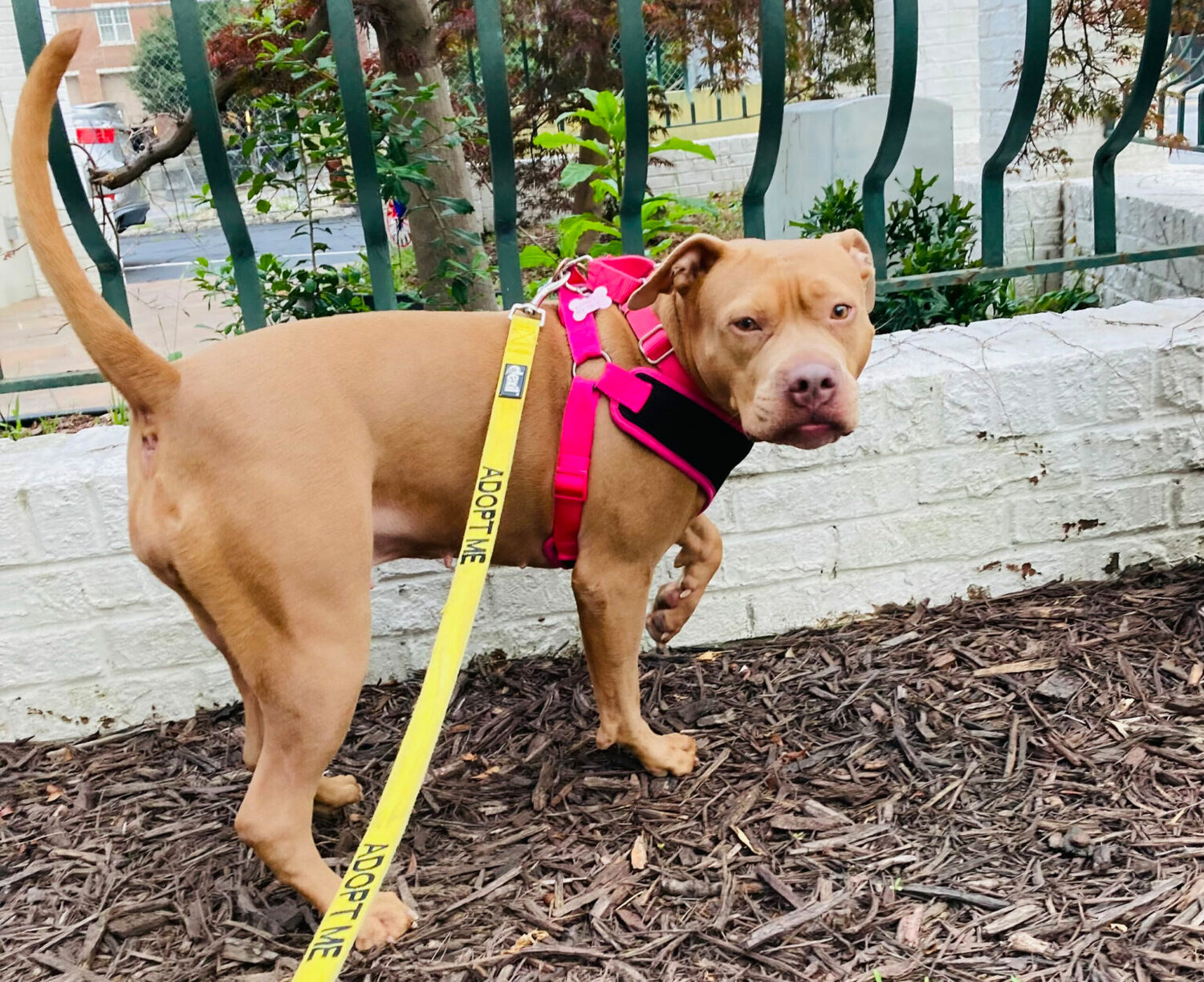 OPINION: I fostered dogs for years and the rewards are manifold