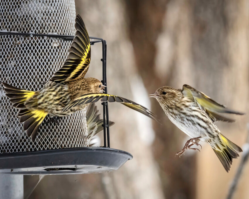 {ine siskins congregate at a bird feeder. The Cornell Ornithology Lab is sponsoring the Great Backyard Bird Count Feb. 16 to Feb. 19.
