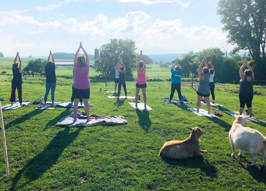 Kimberly Friedman, founder of Meditation Mama, leads a goat yoga class last year. The classes begin again today at Hemingway Stables in Freeville.