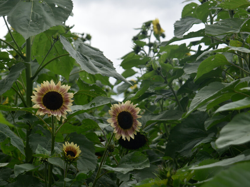 Nancy McMahon, owner of Sunflower Hollow in Summerhill, prides herself on the different varieties of sunflowers she has among her harvest of 6,000.