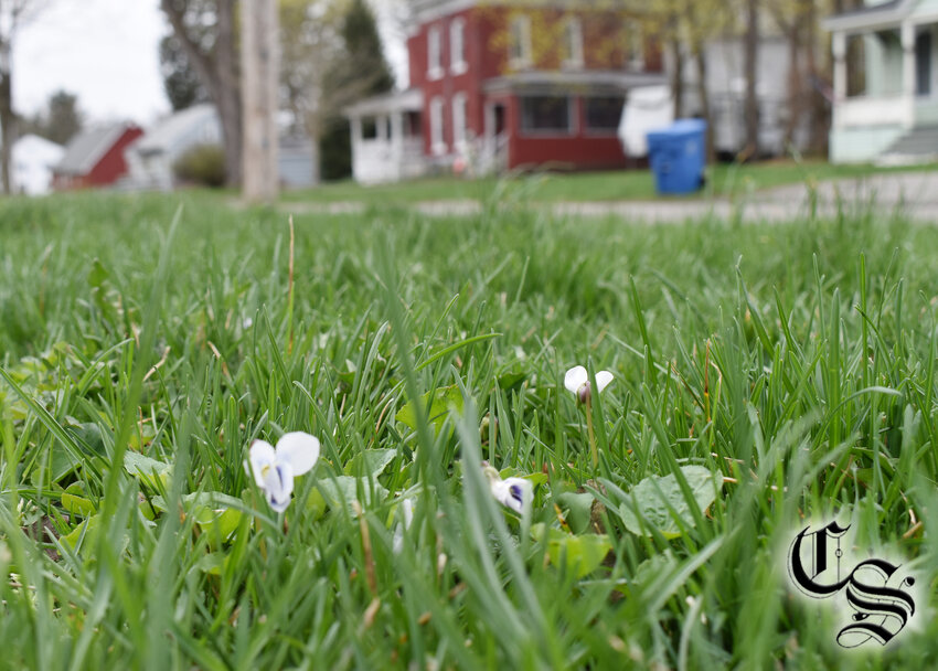 No Mow May is being observed in Homer and Cortland, but residents must sign up with their municipality. Not mowing gives the season's first wildflowers a chance to bloom and feed pollinators.