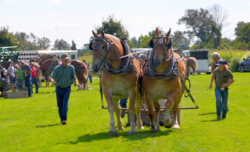 Owners jog to keep up in 2021 as their two Belgian horses pull a weighted sled across Lovell Field in Marathon. Horse pulls are one of the many festivities of the annual 1890 Union Fair, which returns Saturday.