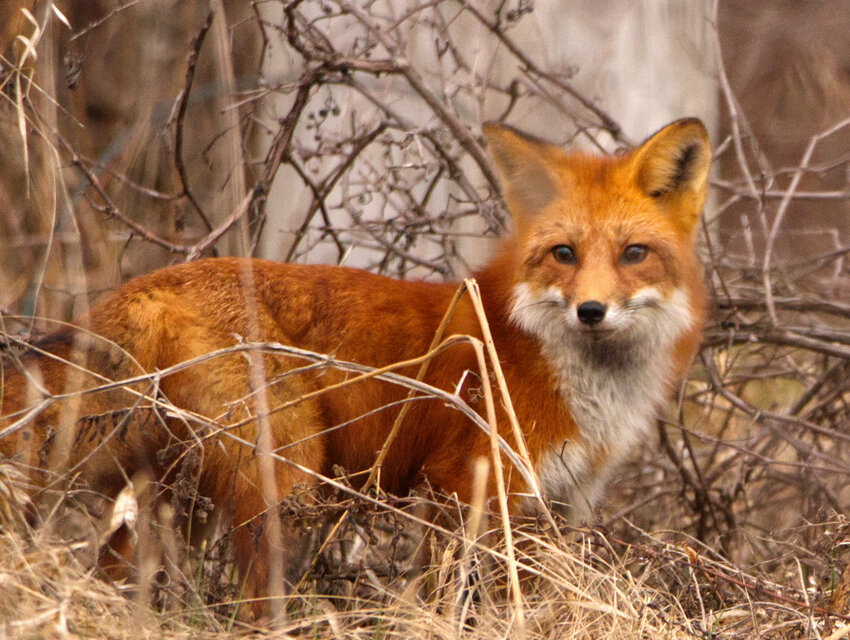 The Cortland County Health Departments warns of fox bites in the area between Pendleton Street and the Tioughnioga River south of Port Watson Street in Cortland and Cortlandville.
