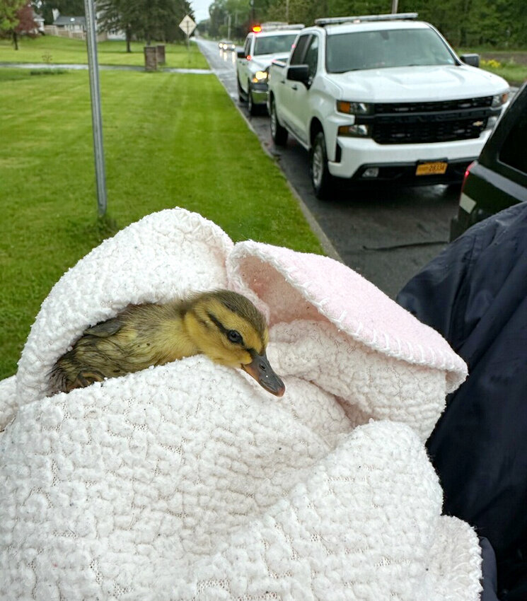 Firefighters helped rescue a duckling Friday morning from a storm drain at McLean Road and Deerfield Heights.