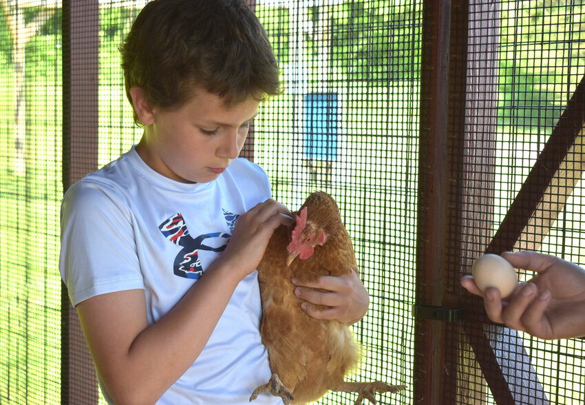 Truxton Academy Charter School sixth-grader Hunter Crandall holds a chicken that laid an egg Tuesday night.