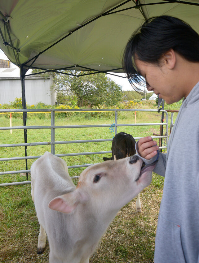 Jason Tran, an attendee of Sunflower Festival on Sunday in Summerhill, gets licked by a calf at the cow cuddling station.