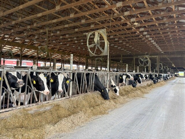 Rows of cows graze in one of the barns at Fouts Farm.