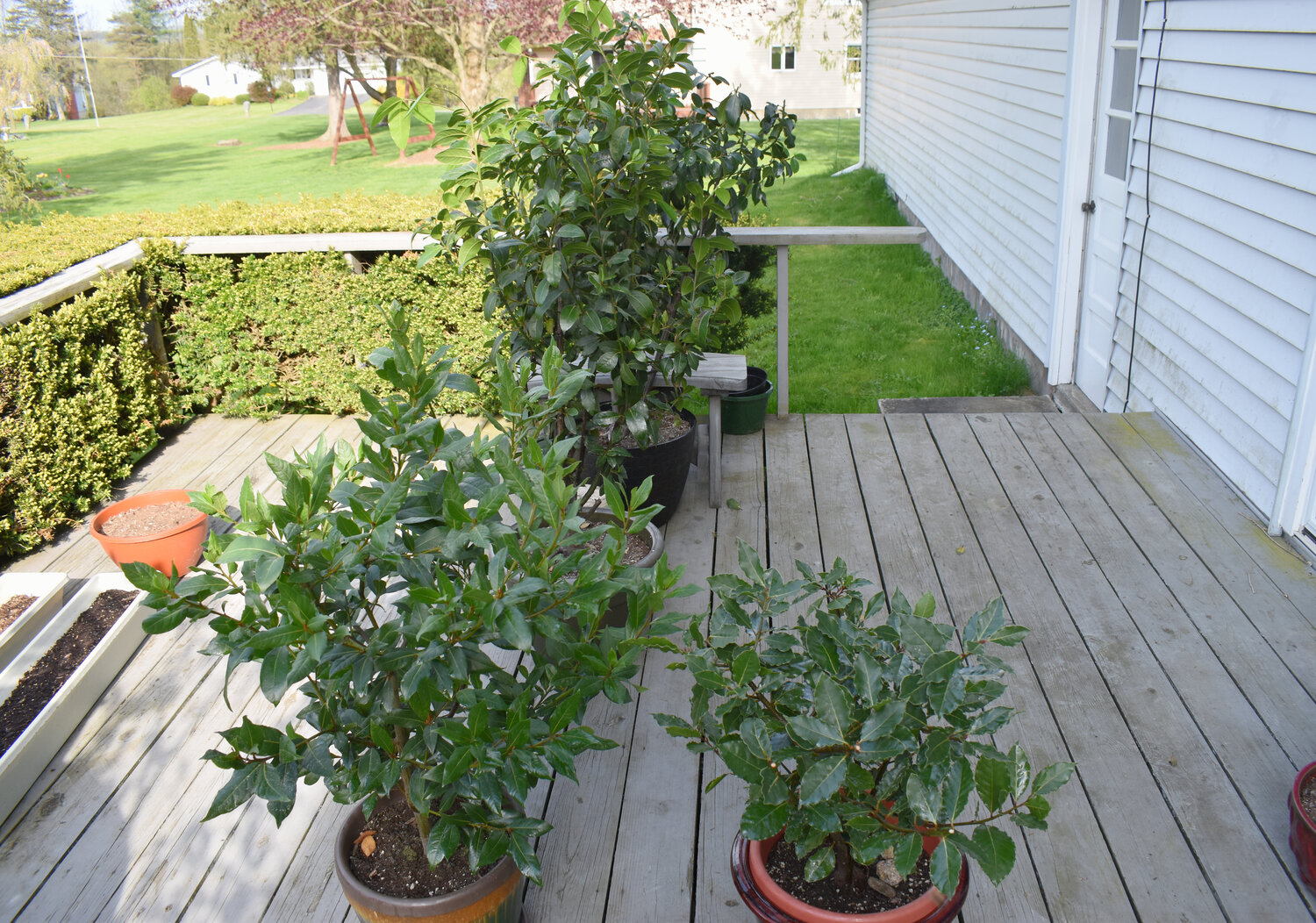 Bay plants are a tree, but grow well in pots -- just keep them trimmed to a manageable bush. Dollar for dollar, growing herbs is one of the best investments a cook can make in the kitchen.