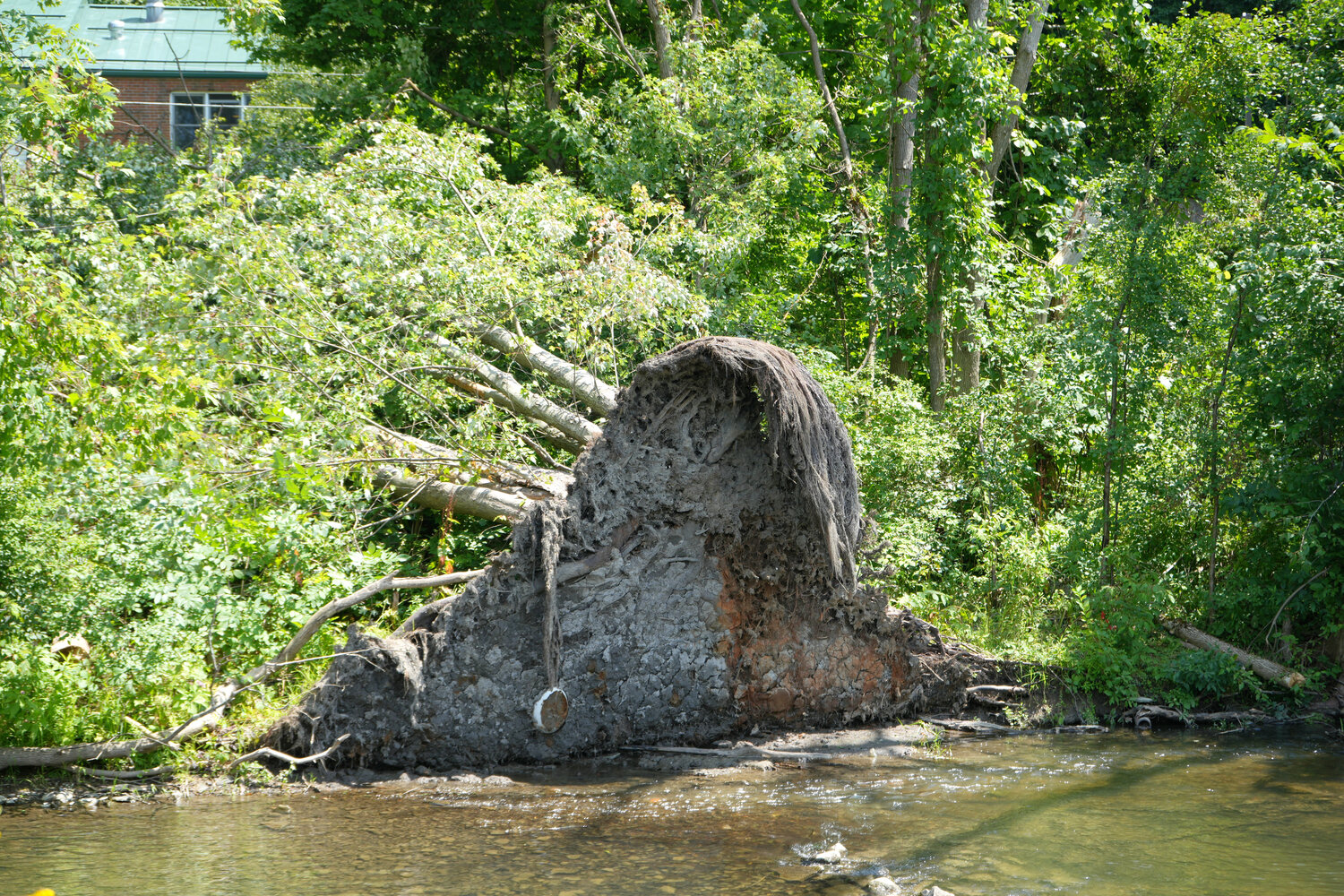 Program provides trees after storms blow them down - Cortland Standard