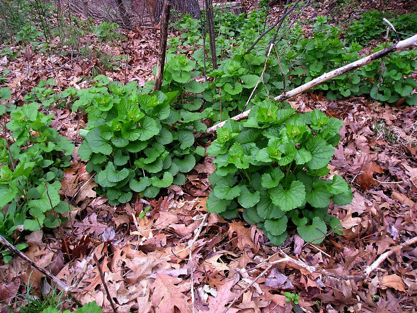 Clumps of garlic mustard spread just a few feet from a house in Indiana with a wooded back yard.