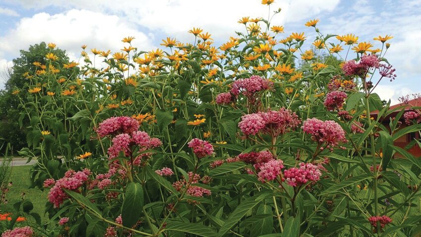 Milkweed