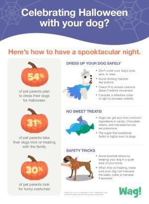 Celebrating Halloween Safely With Dogs