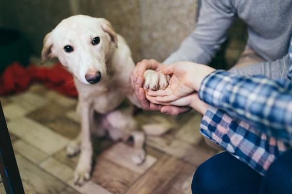 Special Needs Pets: Can I Adopt a Heartworm-Positive Dog?