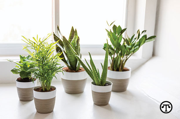 Green and growing house plants can liven up your home décor. (NAPS)