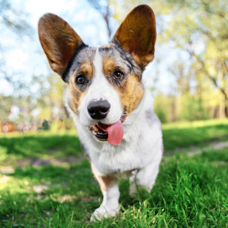 4 Qualities of a Pet-Friendly City