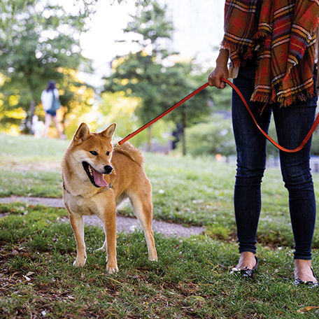 Pet Health Tips for an On-the-Go Lifestyle