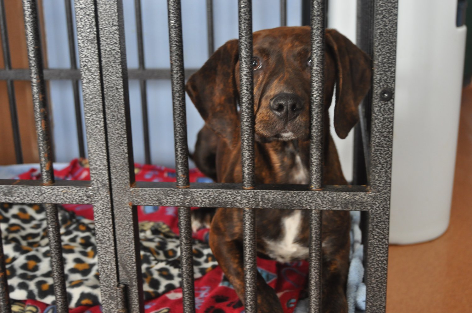 One of the dogs available for adoption sits in a crate Monday at the Animal Welfare League of Montgomery County.