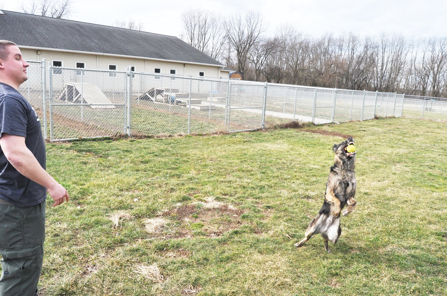 Maverick, a German Shepherd mix, catches a ball thrown by Rob Hechinger Monday at Bark Avenue Dog Park.