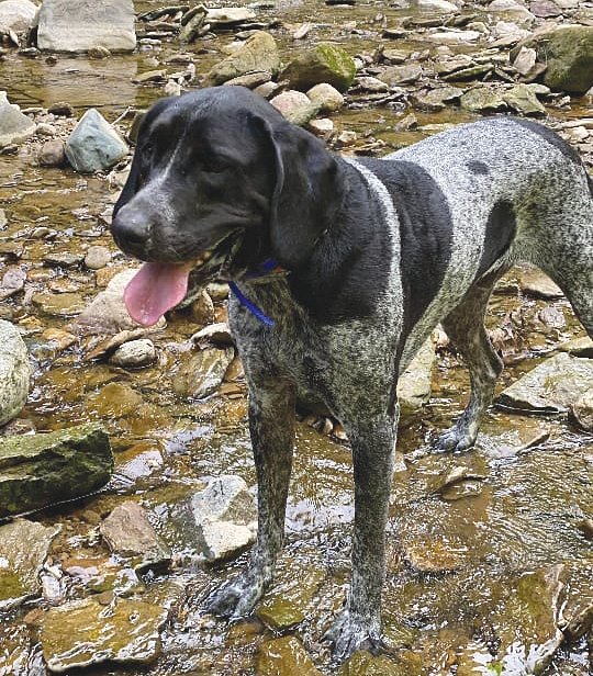 Pablo, a five-year-old hound mix, was rescued by local firefighters after falling at least 20 feet onto a ledge at Pine Hills Nature Preserve.