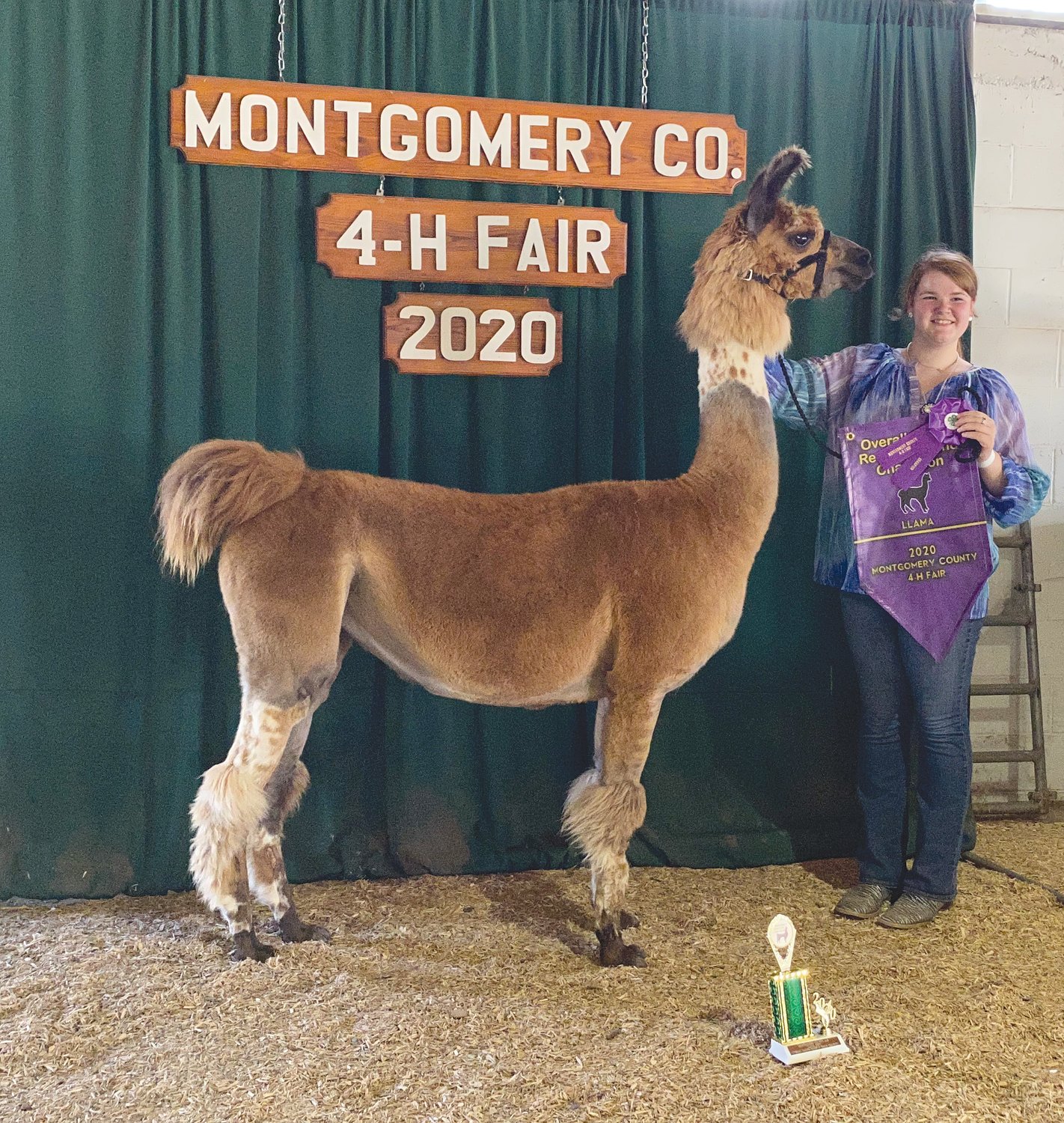 Megan Fruits, a 10-year 4-H member, pictured with Visitina, was named the overall grand champion showman and champion senior showman at the Montgomery County 4-H Llama Show. Fruits earned champion light wool and reserve grand champion halter animal as well as grand champion costume and champion senior performance.