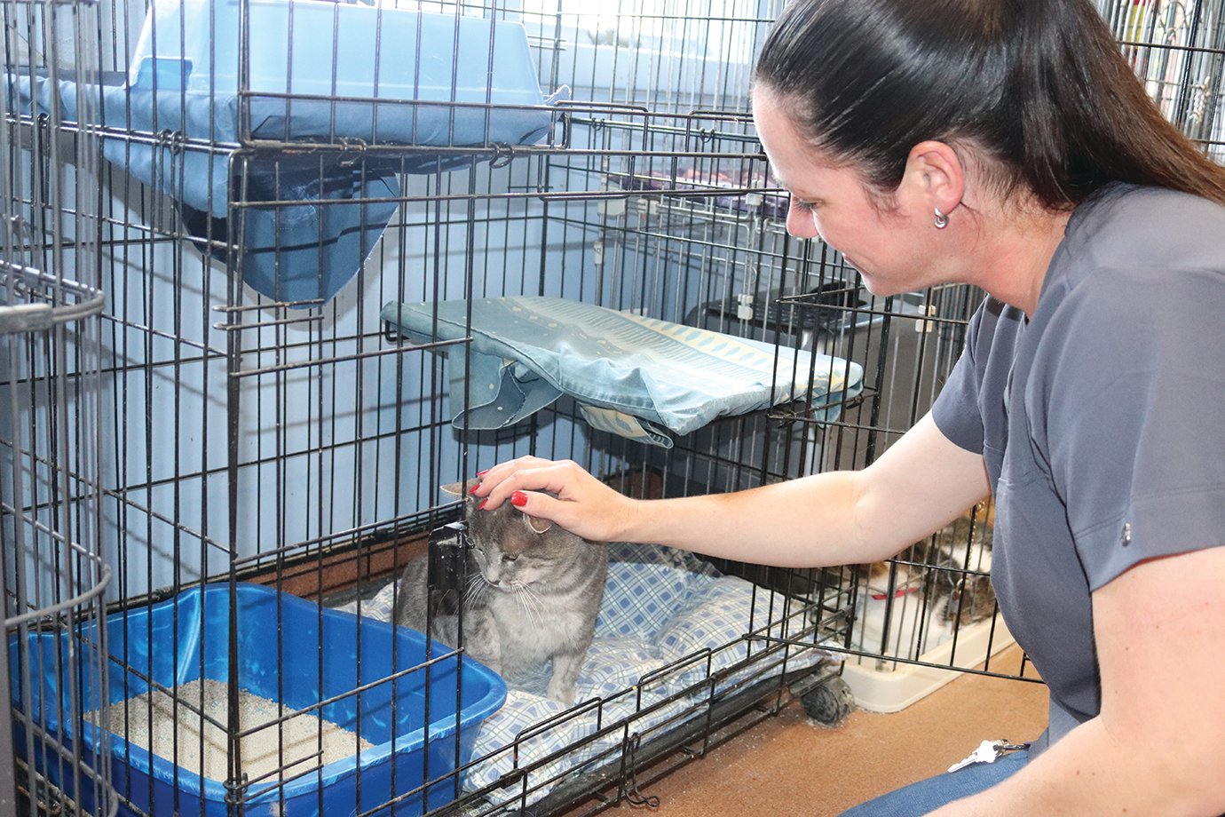 Animal Welfare League Medical Coordinator Nickee Sillery comforts a feline named Church Wednesday. The shelter on Big Four Arch Road has maintained a 93-percent save rate during the coronavirus (COVID-19) pandemic to remain a "no kill" shelter.