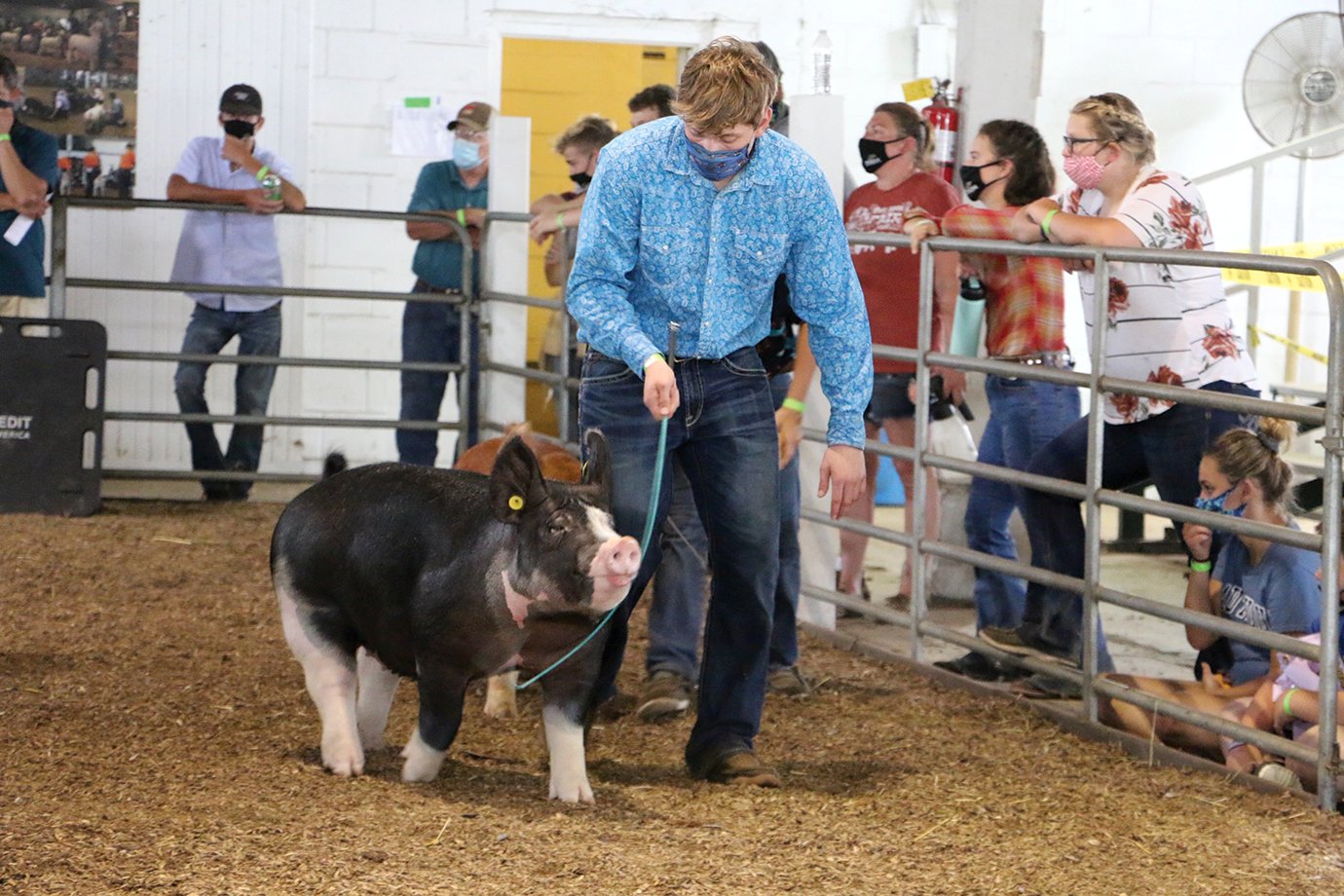Collin Martin and his Reserve Grand Champion Gilt strut around the ring this weekend at the 2020 Montgomery County 4-H Fair. The 2020 4-H Fair marks the first time Southmont