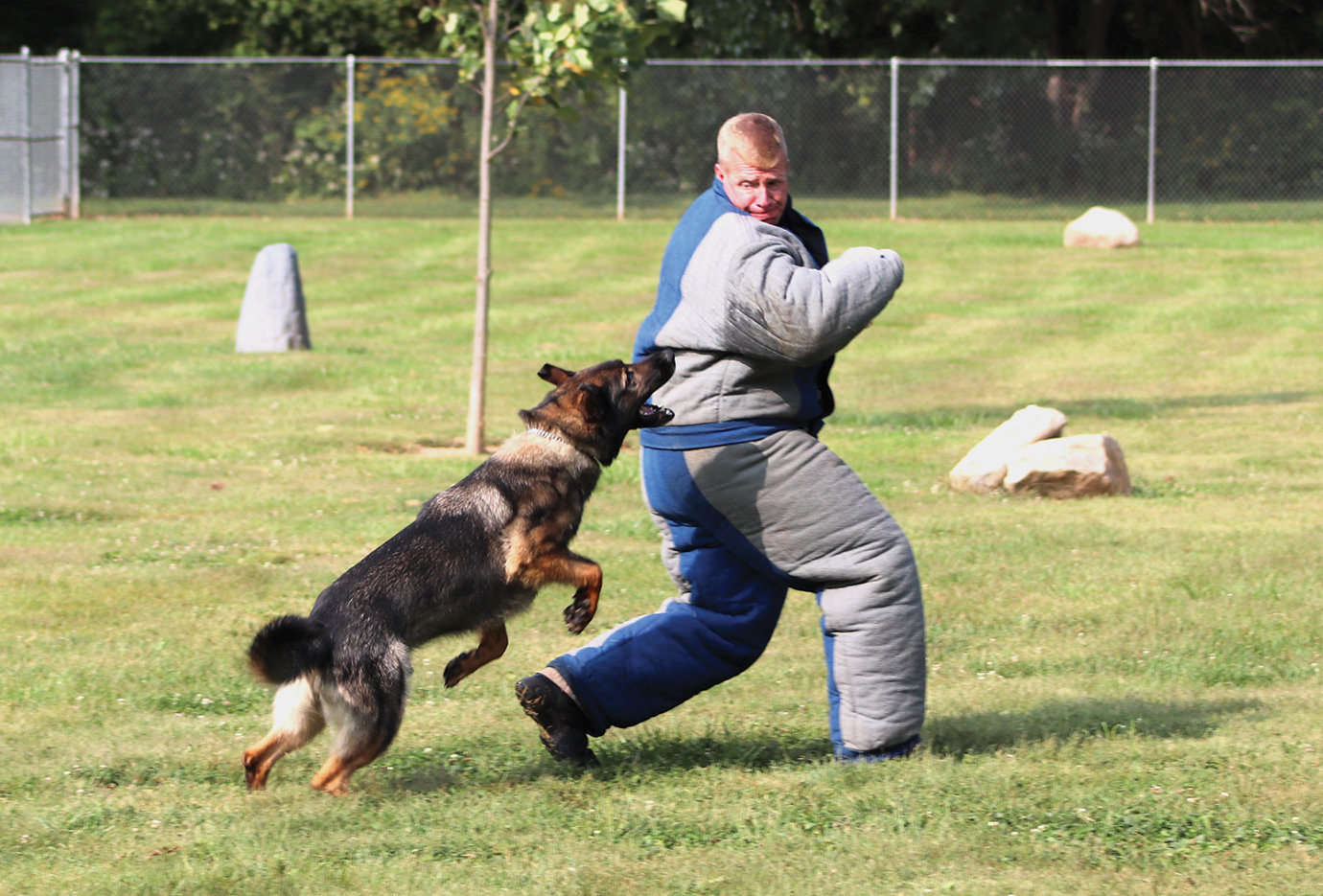 Officer Russ Keller of the Crawfordsville Police Department plays the part of a dangerous criminal Tuesday as K9 Officer Draco pursues his target. A week-long training seminar for K9 officers and their handlers is taking place this week at multiple locations around Crawfordsville. Master trainers and law enforcement officials from around the Midwest are taking part to bestow successful participants with a certification from the North American Police Work Dog Association. A story and additional photos will appear in an upcoming issue of the Journal Review.