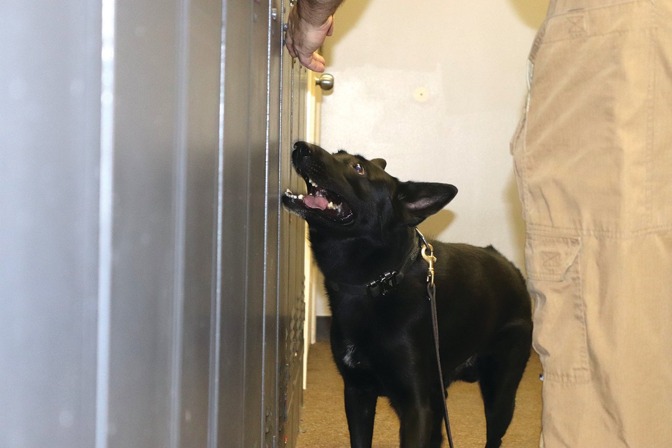 K9 Officer Demon carefully sniffs out illegal items in a locker room with Sergeant Kevin Crull.