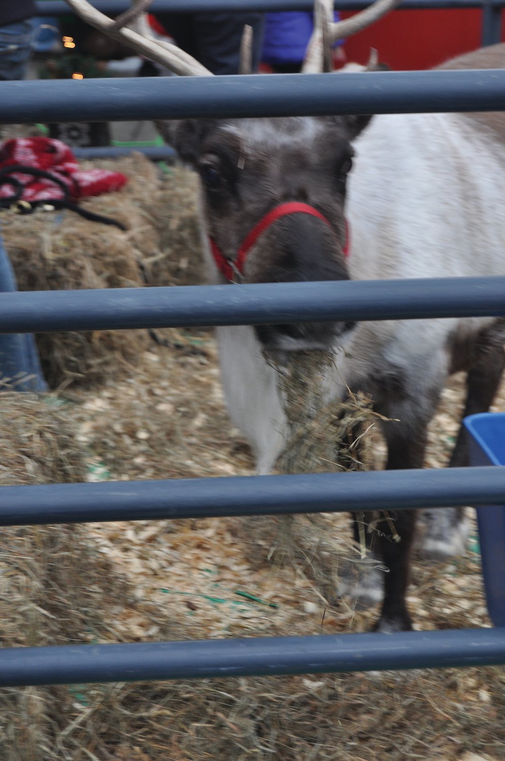 A reindeer eats straw at Brothers Pizza Company on Saturday.