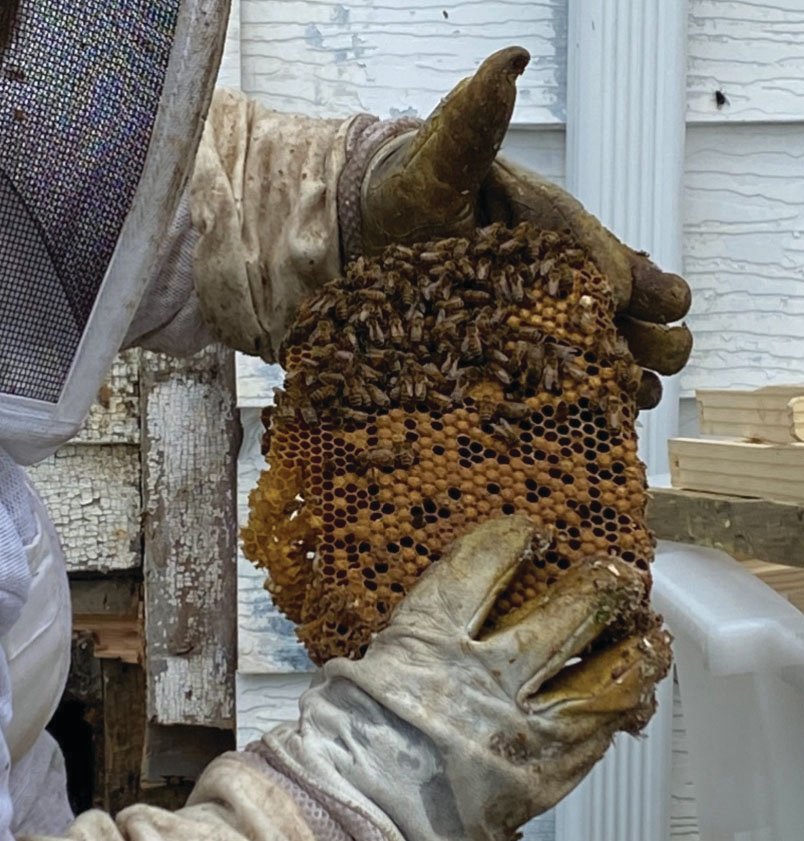 Debbie Froedge holds a honeycomb. People interested in beekeeping or the environmental impact of bees can join Montgomery County Beekeepers, which holds its next meeting at 6:30 p.m. March 10 at Davidson Greenhouse & Nursery.