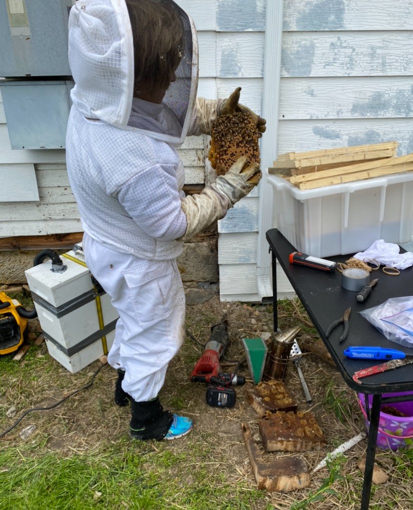 Debbie Froedge holds a comb of honeybees she removed from a building in a process known as a