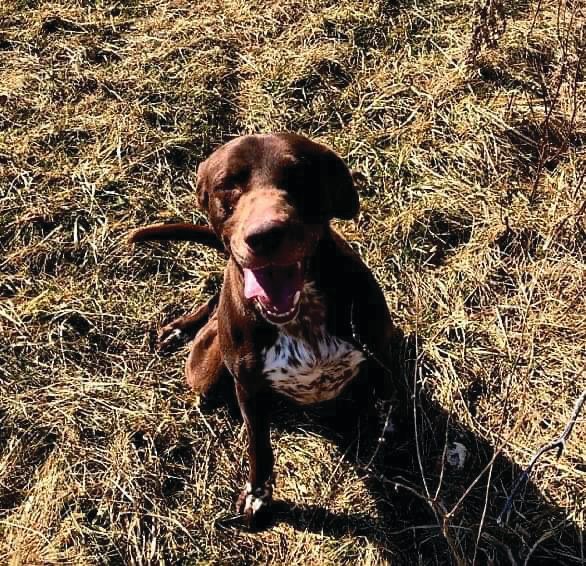 Beth Ann, a 6-year-old Pointer mix, is among the dogs available to adopt from the Home for Friendless Animals, the no-kill animal sanctuary near Waynetown.