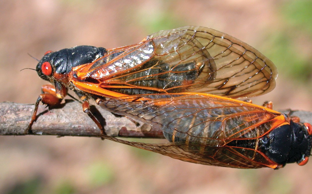 The 17-year periodical cicada, also known by the genus name Magicicada, is set to emerge later this spring.
