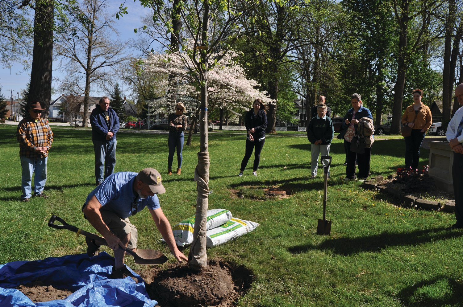 Mark Davidson spreads dirt around a Valley Forge Elm as dignitaries look on at the Lane Place on Friday.