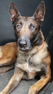 Odin, a 6-year-old Belgian Malinois, is a K-9 officer for the Fountain County Sheriff
