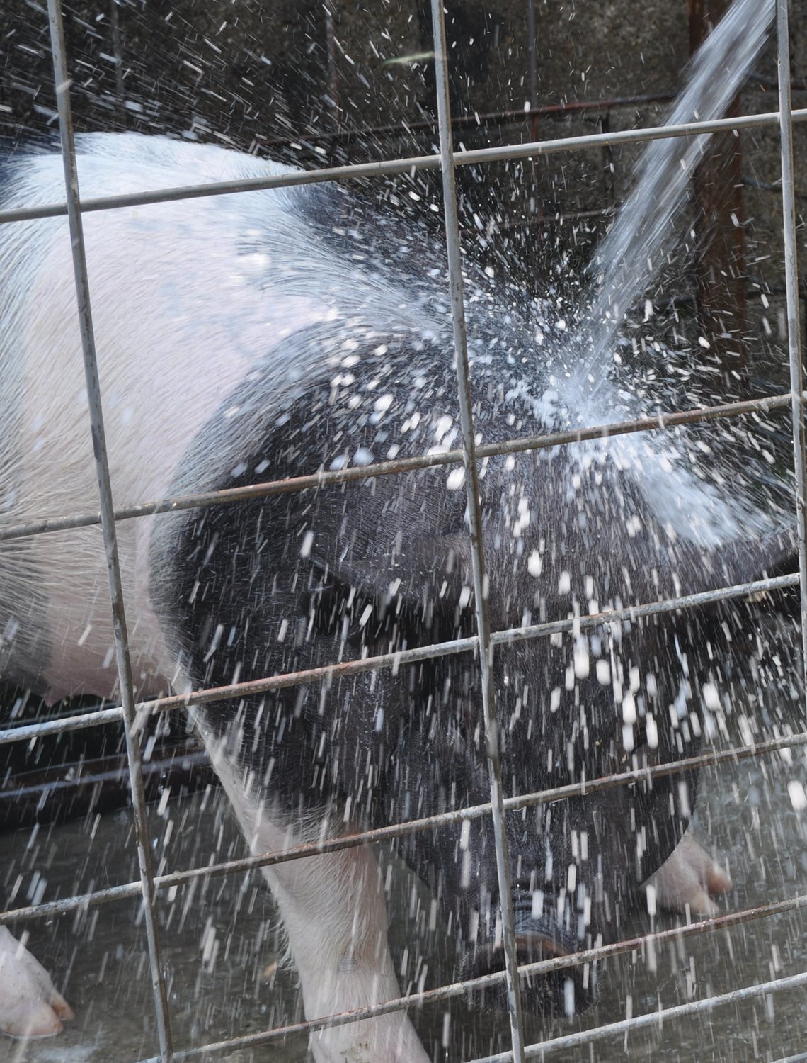 A pig gets a bath Monday at the Montgomery County 4-H Fair.