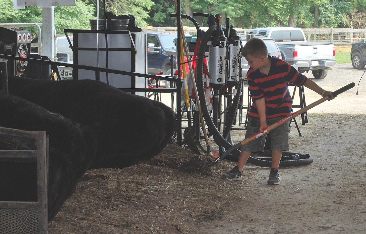 A 4-H member cleans up after his cow.