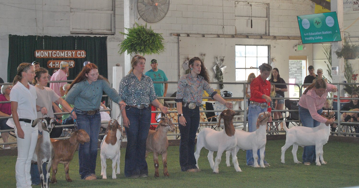 The Class 20 Senior Showmanship members line up to be judged. Winner, Madysen Bush, tries to get her goat to pay attention.