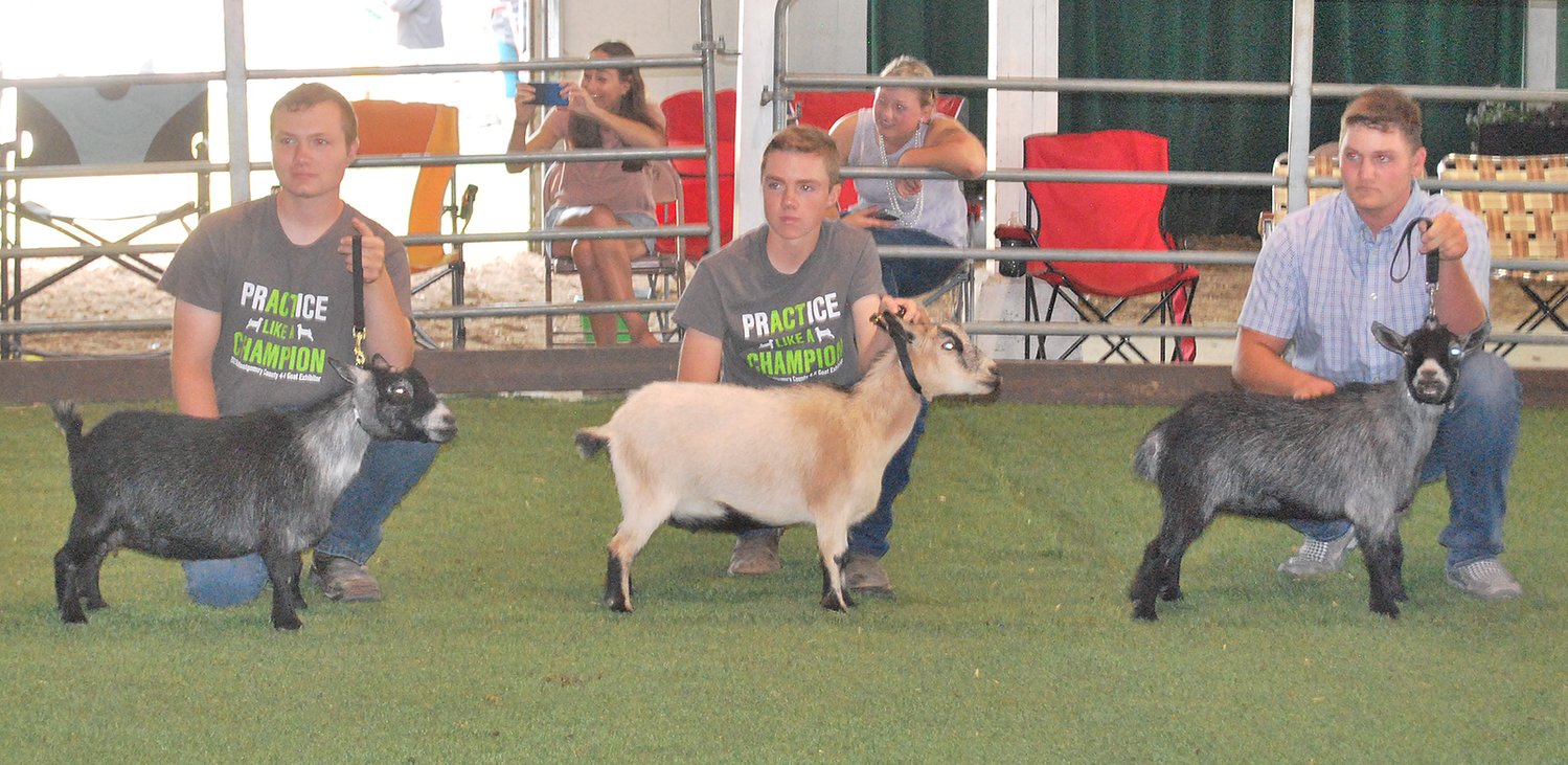 4-H members line up to show thier pygmy goats in the county born and raised pygmy doe competition.