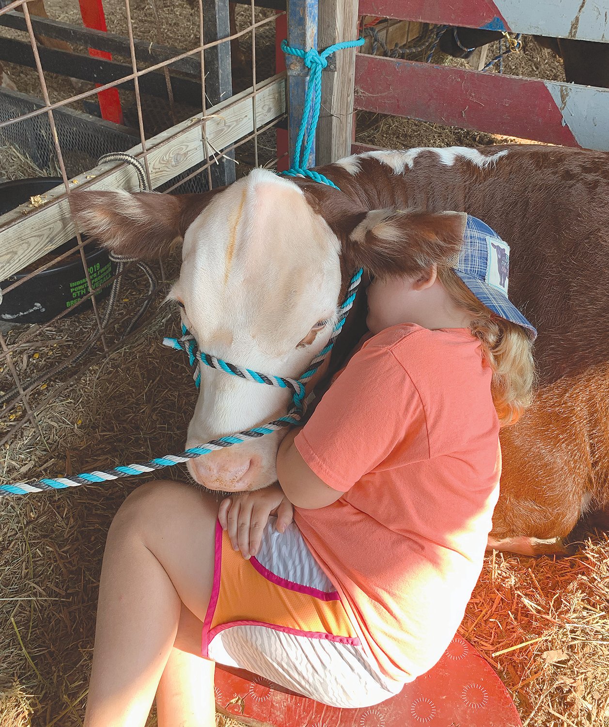 Addisyn Day and her Hereford heifer named Haddy nap together at the Montgomery County 4-H Fair.