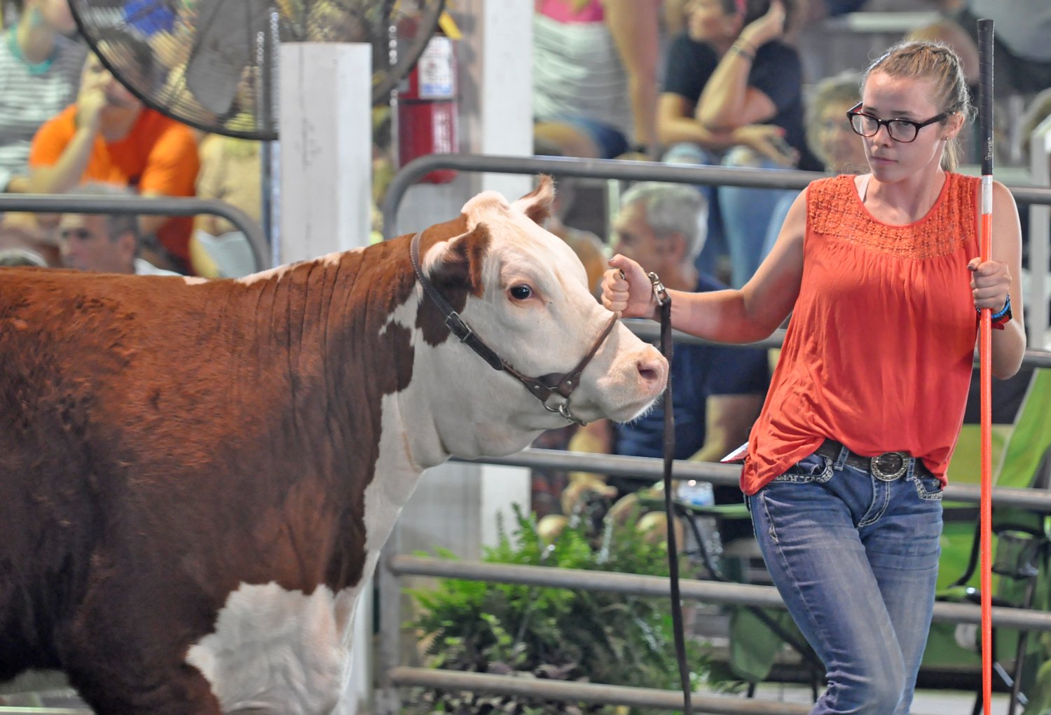 Grace Simpson takes to the ring in the beef show Wednesday at the Montgomery County 4-H Fair.
