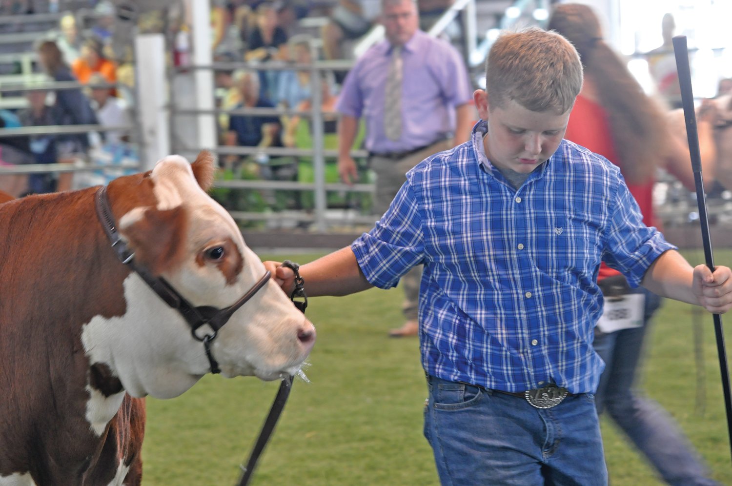 Reese Bullock leads his cow Wednesday in the beef show at the Montgomery County 4-H Fair.
