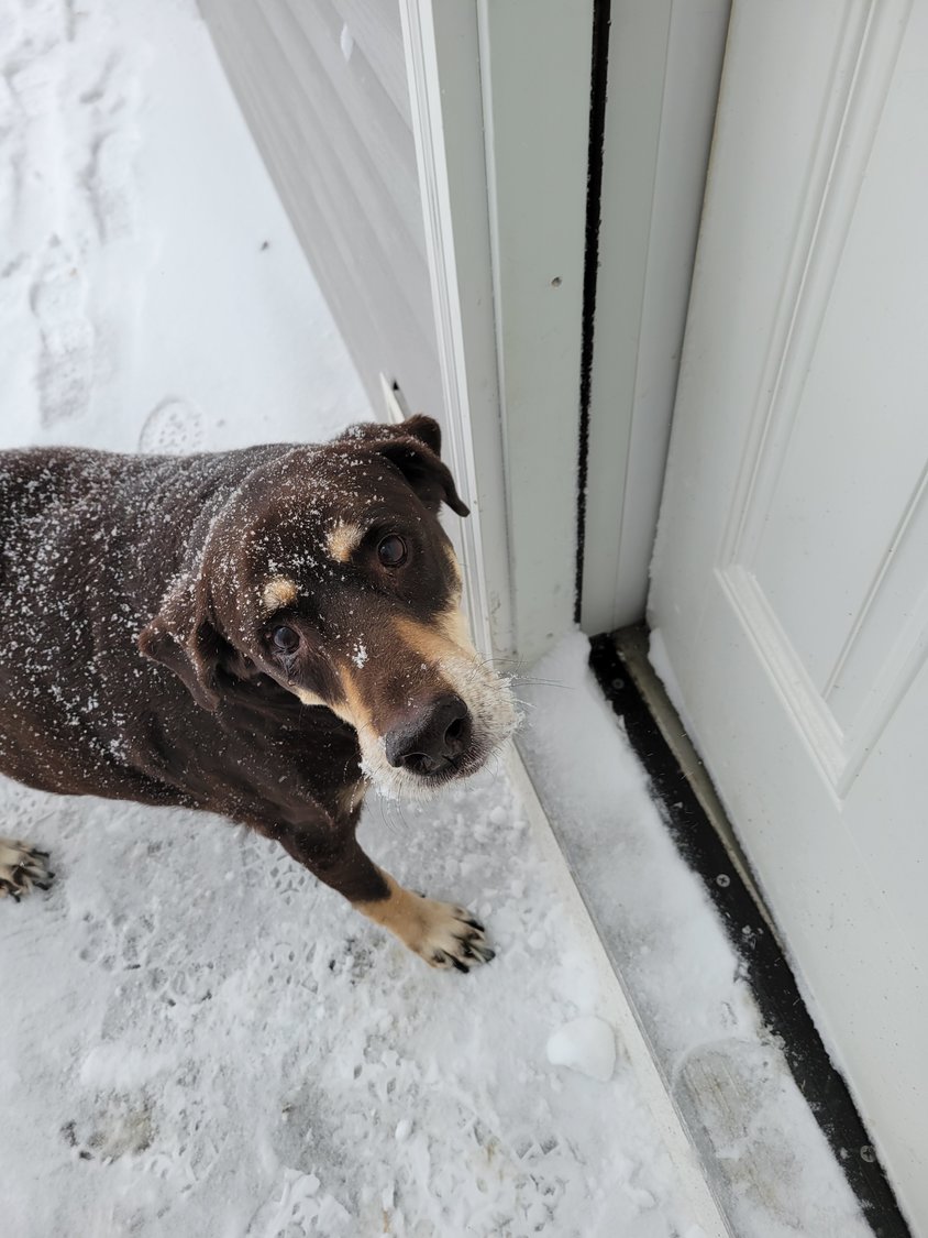 Bear is ready to go inside after playing in the snow.